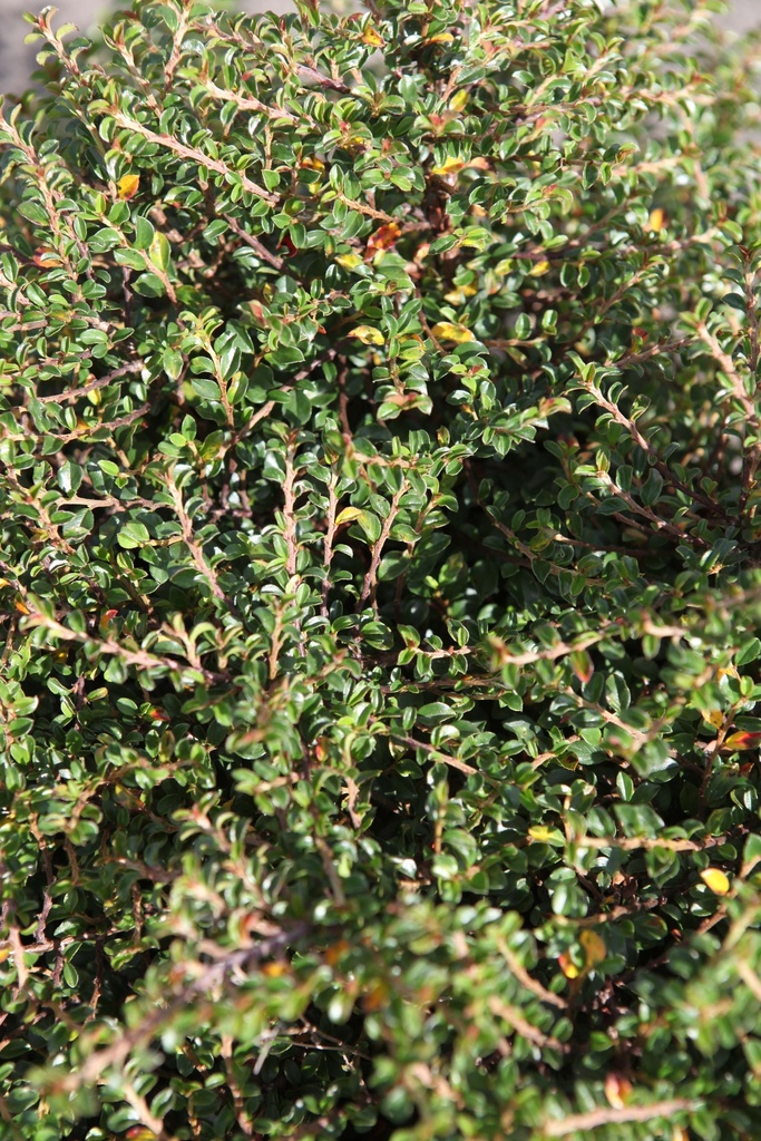 [xx] COTONEASTER ADPRESSUS 'LITTLE GEM (TOM THUMB)' (Pot 3 litres, 25-30 cm)