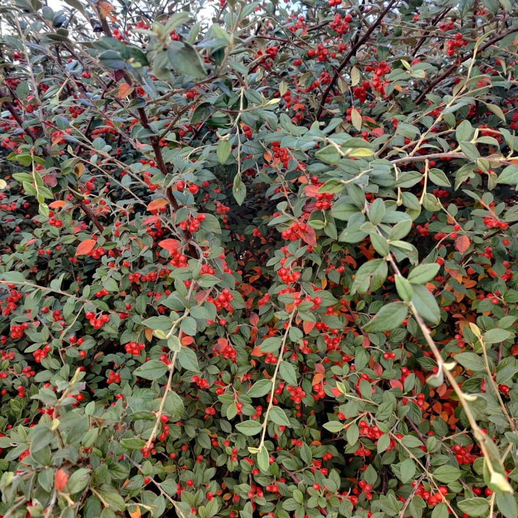 [CFR3] COTONEASTER FRANCHETII (Pot 3 liter, 60-80 cm)