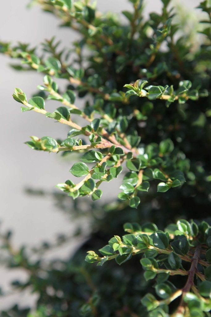[CHO30] COTONEASTER HORIZONTALIS (Pot 3 litres, 30-40 cm)