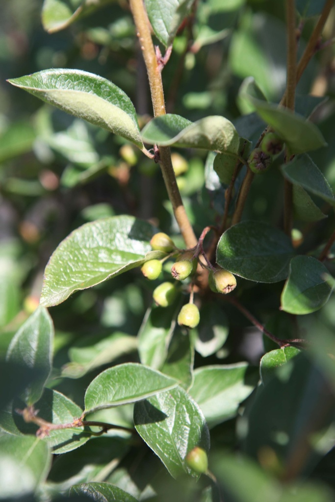 [CLU80C10] COTONEASTER LUCIDUS (Pot 10 liter, 80-100 cm)