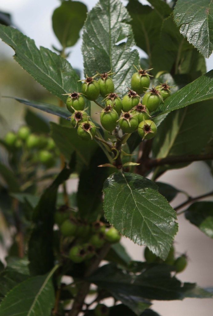 [xx] CRATAEGUS LAVALLEEI 'CARRIEREI' (Pot, 125-150 cm)