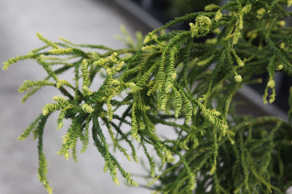 [xx] CRYPTOMERIA JAPONICA 'KYARA GOLD' (Pot 3 liter, 20-25 cm)
