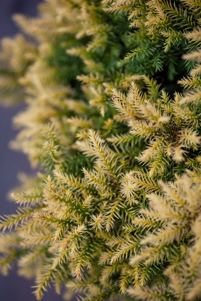 [xx] CRYPTOMERIA JAPONICA 'VILMORIN GOLD' (Pot 3 liter, 25-30 cm)