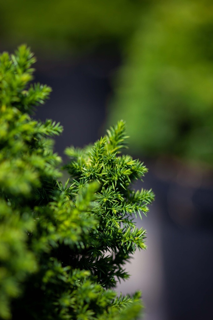 [xx] CRYPTOMERIA JAPONICA 'VILMORINIANA' (Pot 3 liter, 25-30 cm)