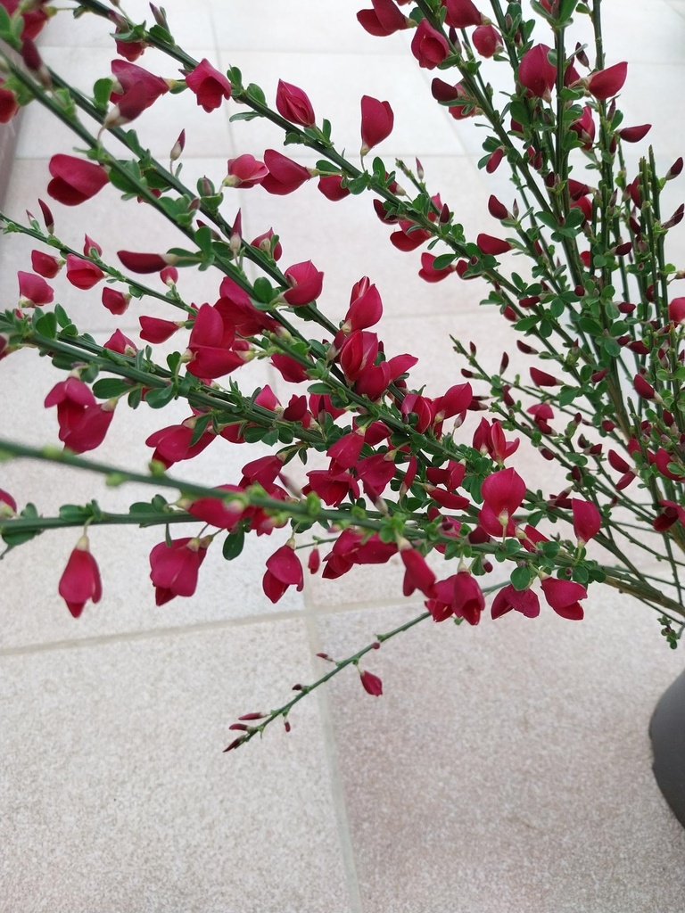 [CBRU3] CYTISUS 'BOSKOOP RUBY' (40-50 cm)