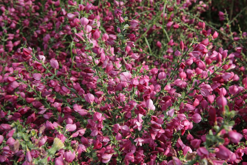 [CBRU3] CYTISUS 'BOSKOOP RUBY' (Pot 3 litres, 40-50 cm)