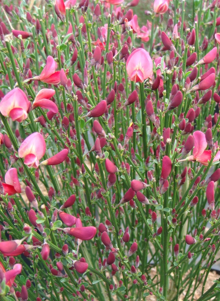 CYTISUS 'HOLLANDIA'