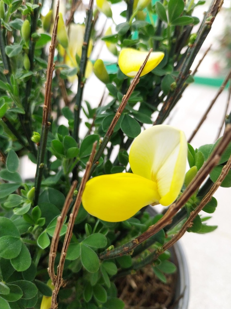 [CLU3] CYTISUS 'LUNA' (Pot 3 litres, 50-60 cm)