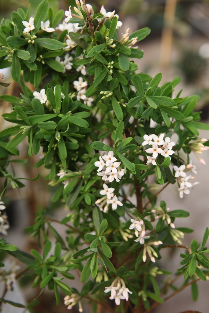 DAPHNE BURKWOODII 'SOMERSET'