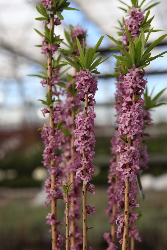 [DMRU40C5] DAPHNE MEZEREUM 'RUBRA' (Pot 5 liter, 40-50 cm)