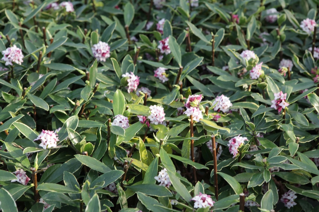 [DOAU25C2] DAPHNE ODORA 'AUREOMARGINATA' (Pot 2 liter, 25-30 cm)