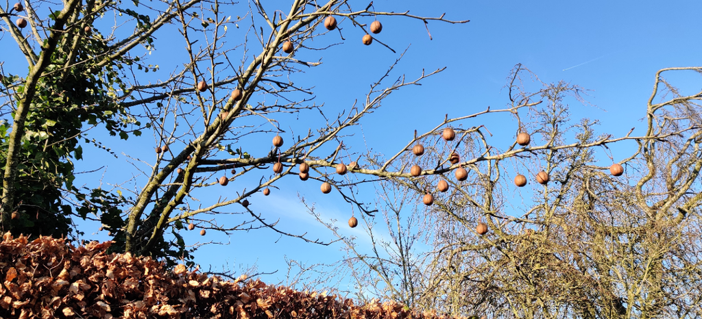 [DIVI125] DAVIDIA INVOLUCRATA VILMORINIANA (Pot, 125-150 cm)