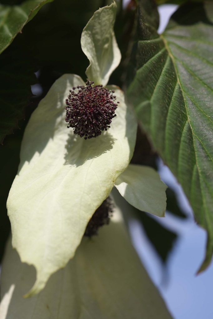 DAVIDIA INVOLUCRATA VILMORINIANA