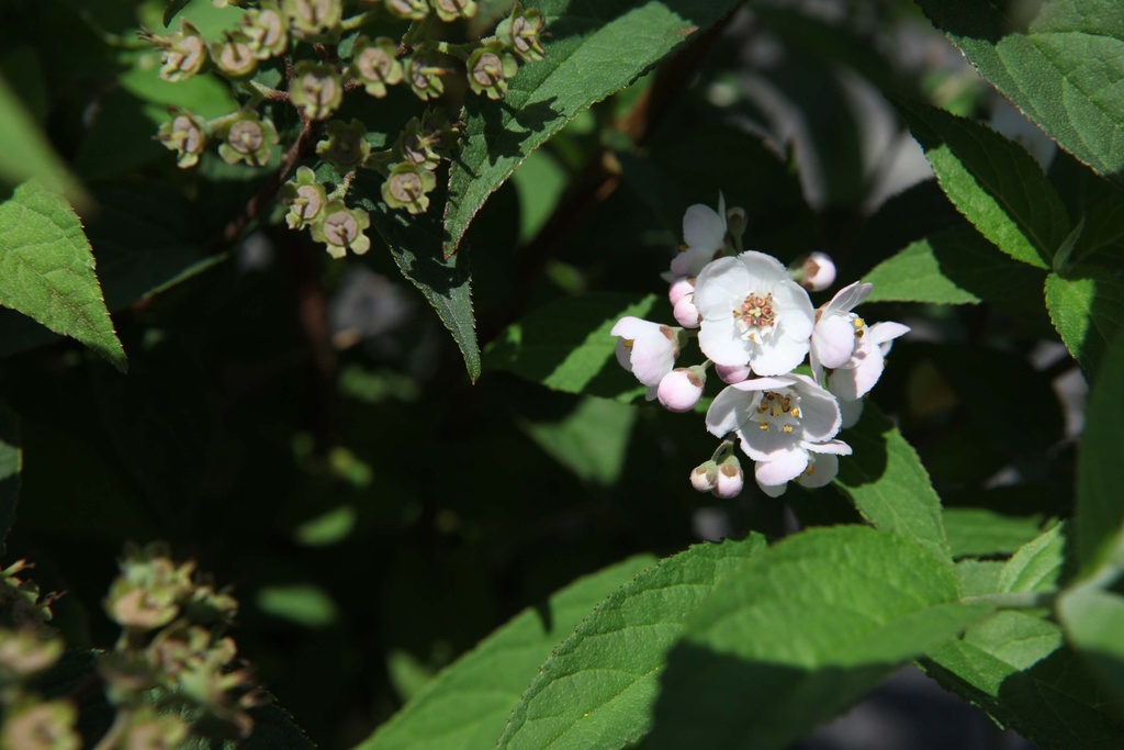 DEUTZIA COMPACTA 'LAVENDER TIME'