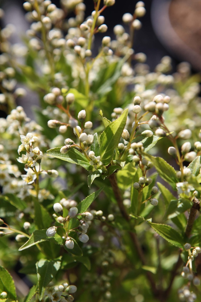 DEUTZIA GRACILIS