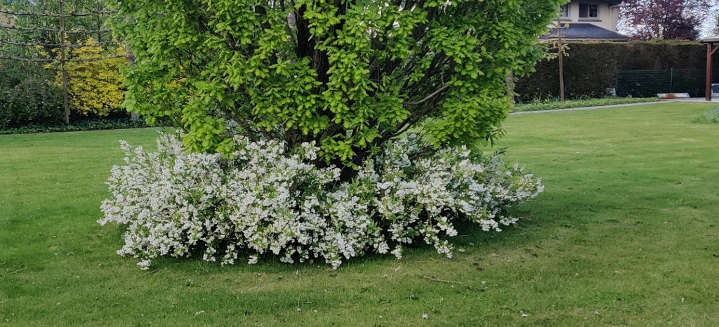 [DGR30C3] DEUTZIA GRACILIS (Pot 3 litres, 30-40 cm)