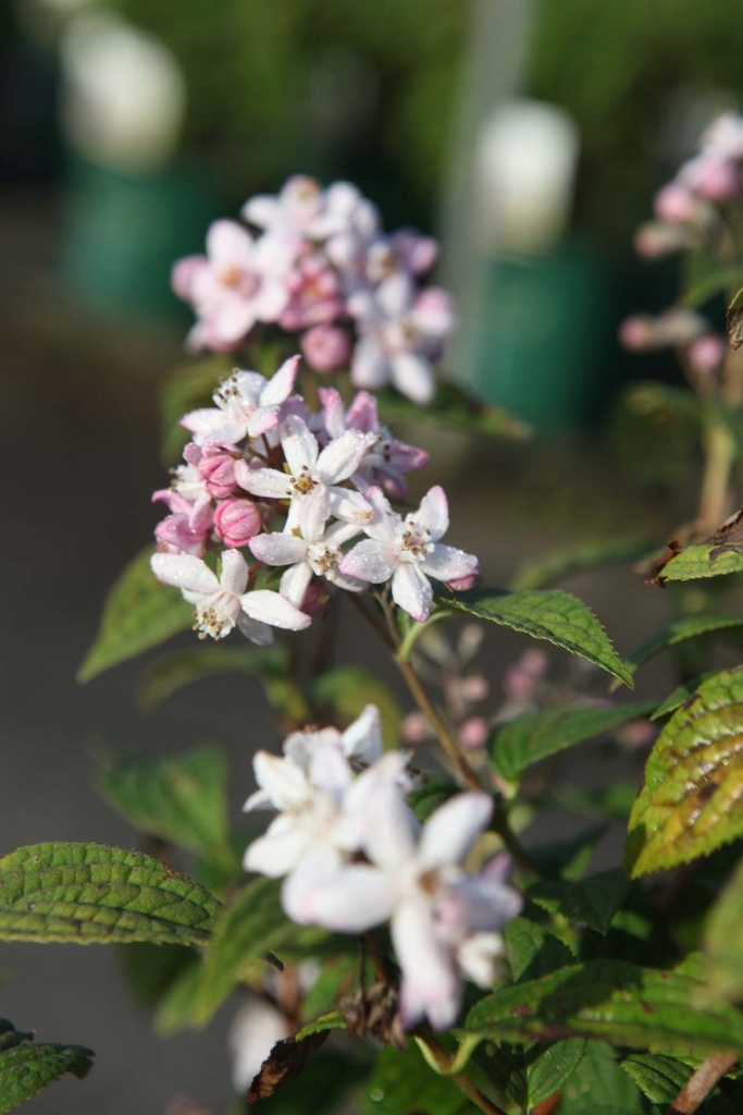 DEUTZIA HYBRIDA 'MONT ROSE'