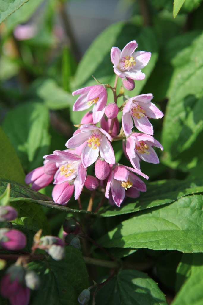 [DHSFI50C3] DEUTZIA HYBRIDA 'STRAWBERRY FIELDS' (Pot 3 liter, 50-60 cm)