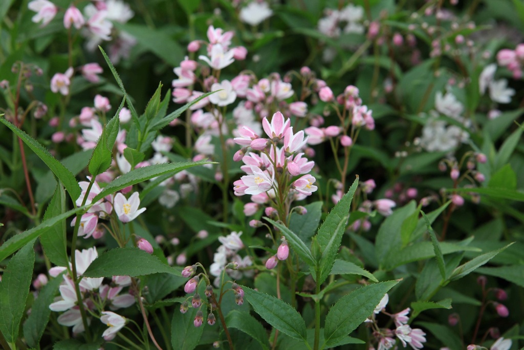 DEUTZIA PROVEN WINNERS® YUKI CHERRY BLOSSOM