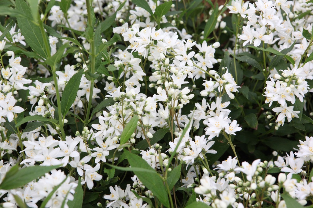 [xx] DEUTZIA PROVEN WINNERS® YUKI SNOWFLAKE (Pot 3 litres, 30-40 cm)