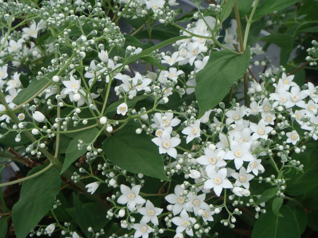 DEUTZIA SETCHUENENSIS CORYMBIFLORA