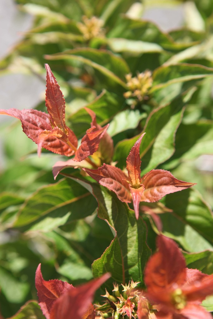 [xx] DIERVILLA PROVEN WINNERS® KODIAK® ORANGE (Pot 3 liter, 30-40 cm)