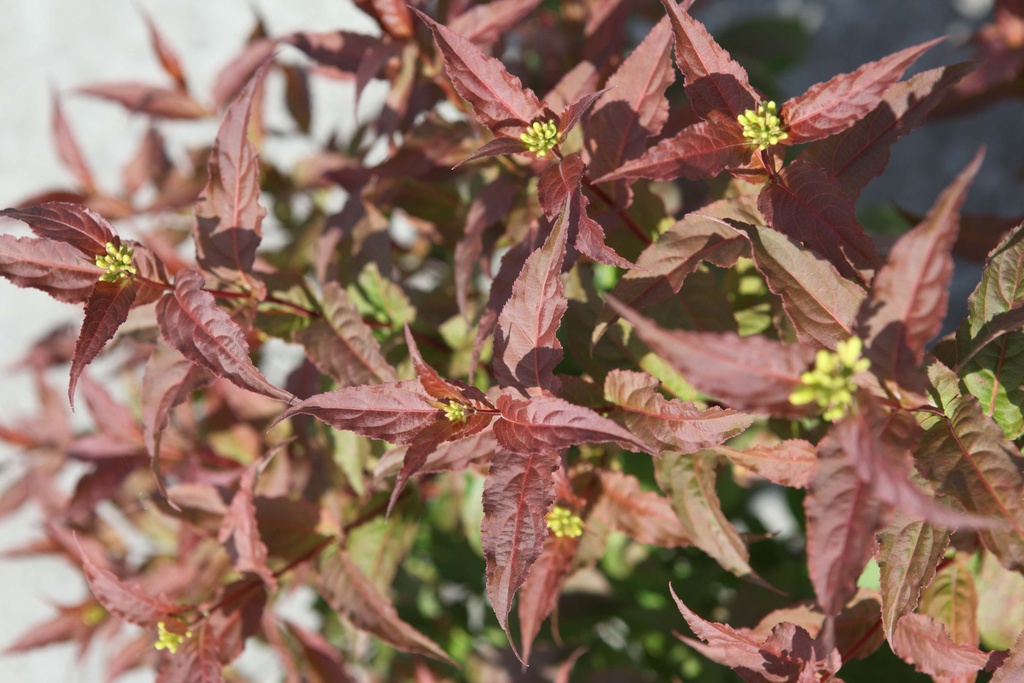 [xx] DIERVILLA PROVEN WINNERS® KODIAK® RED (Pot 3 litres, 30-40 cm)