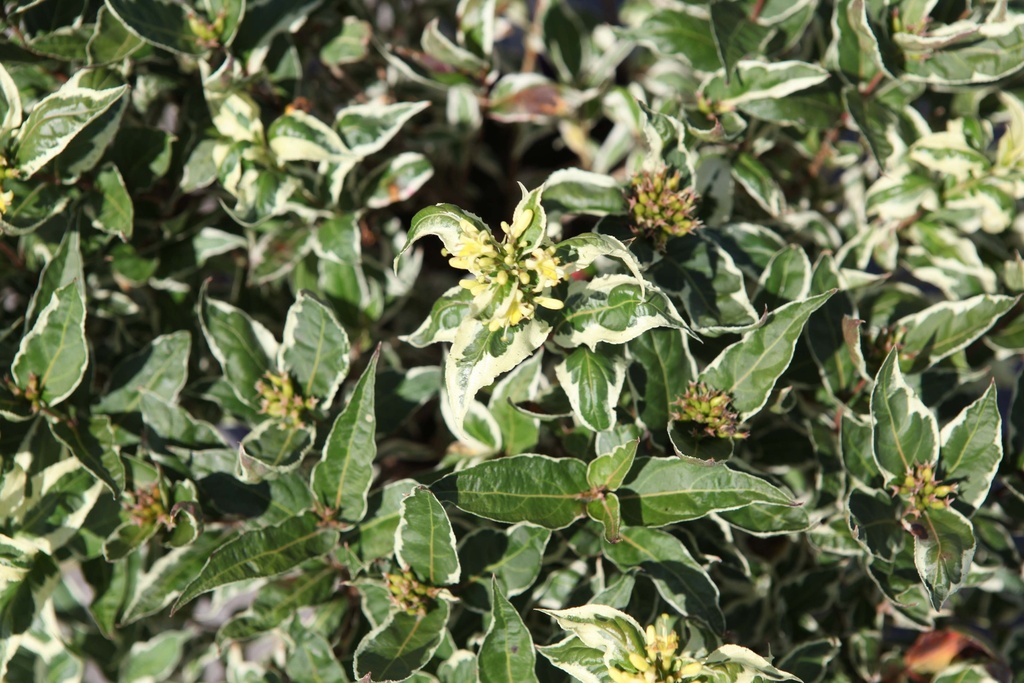 [xx] DIERVILLA SESSILIFOLIA FIRST EDITIONS® COOL SPLASH® (Pot 3 litres, 30-40 cm)