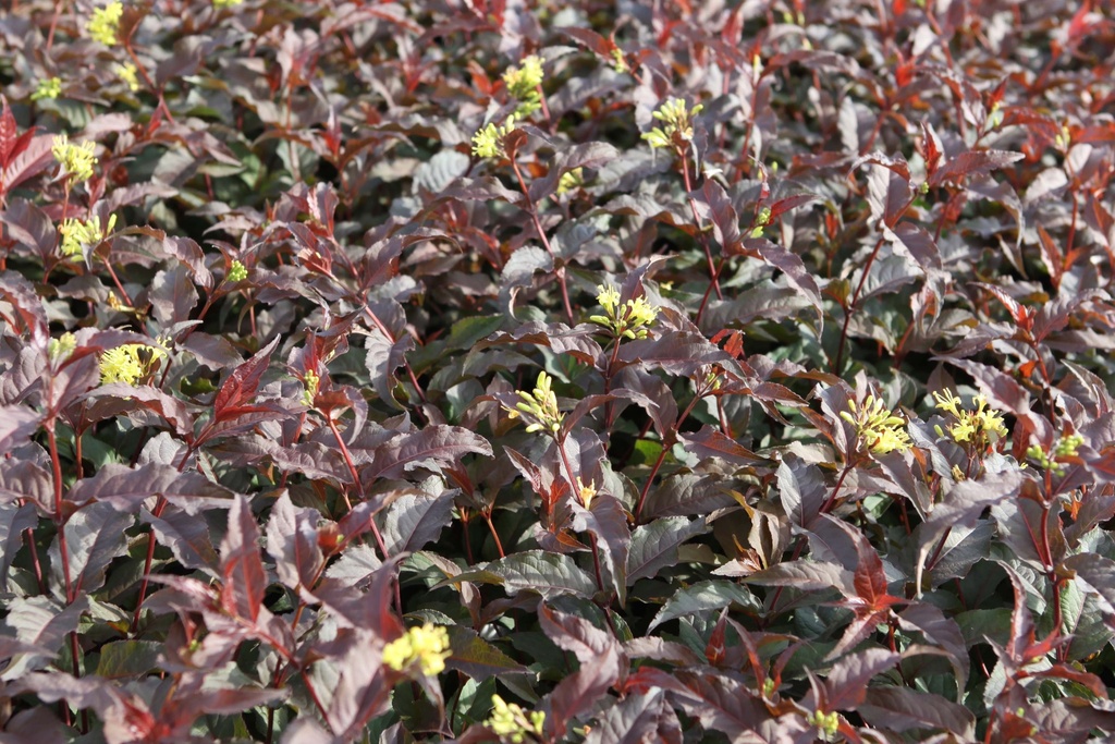 [xx] DIERVILLA SPLENDENS DIVA (Pot 3 liter, 40-50 cm)
