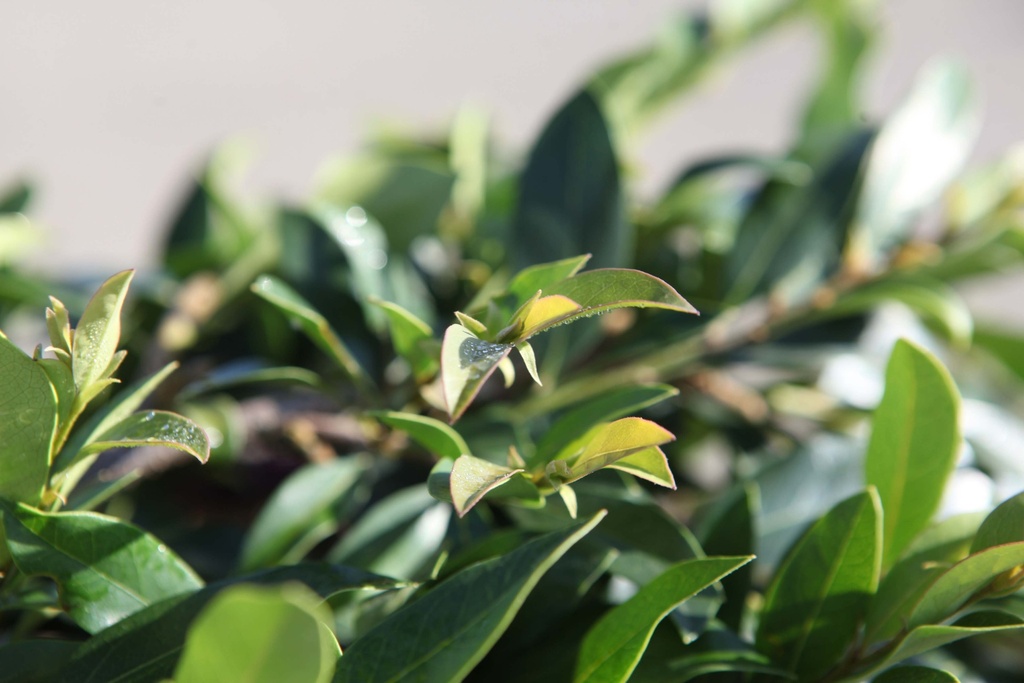 [xx] DISTYLIUM FIRST EDITIONS® 'VINTAGE JADE' (Pot 3 liter, 30-40 cm)