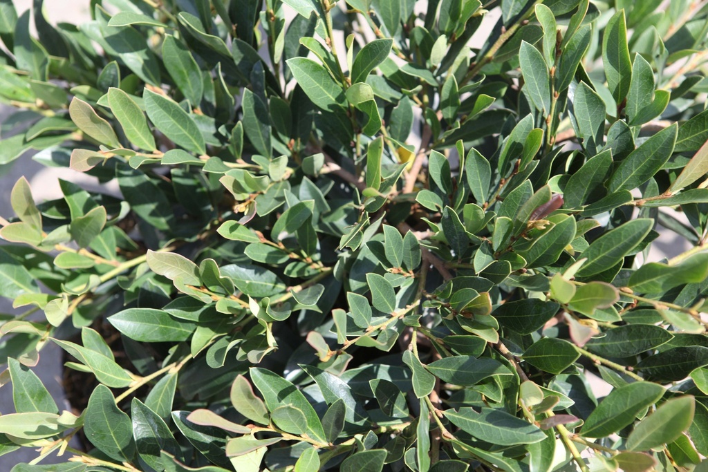 [xx] DISTYLIUM MYRICOIDES BLUE CASCADE® (Pot 3 liter, 30-40 cm)
