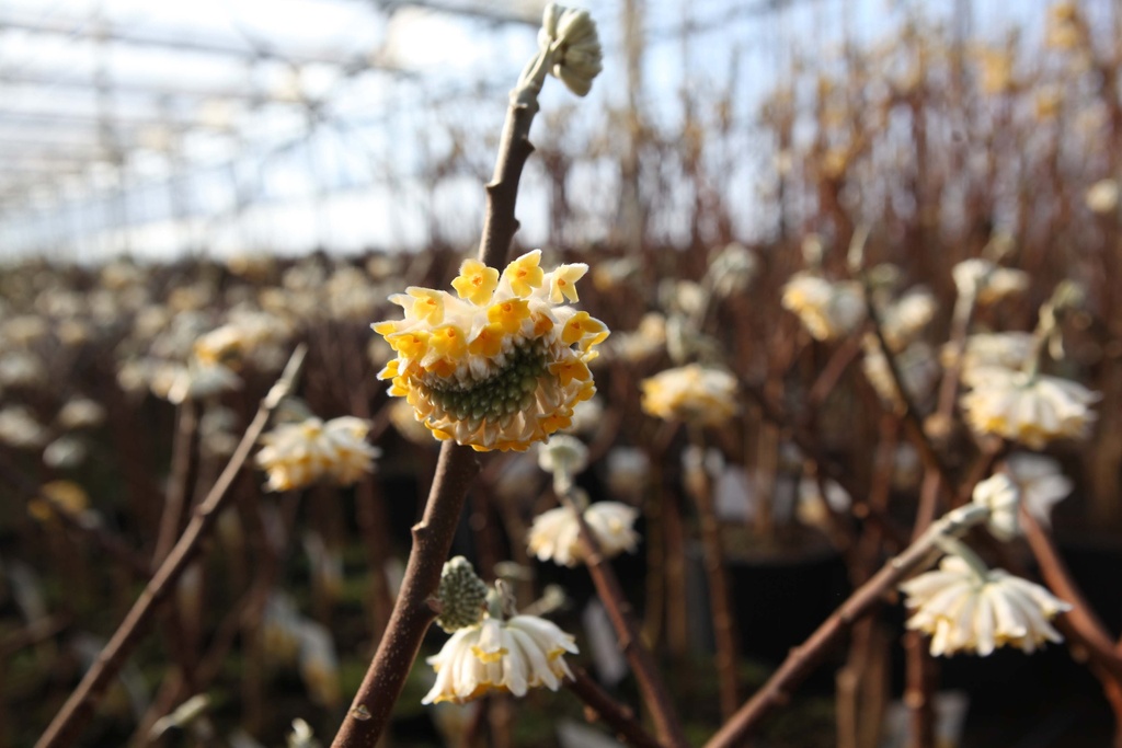 [xx] EDGEWORTHIA CHRYSANTHA (Pot, 80-100 cm)