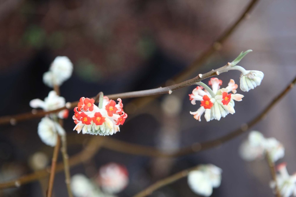 [xx] EDGEWORTHIA CHRYSANTHA 'RED DRAGON' (Pot 7 liter, 40-50 cm)