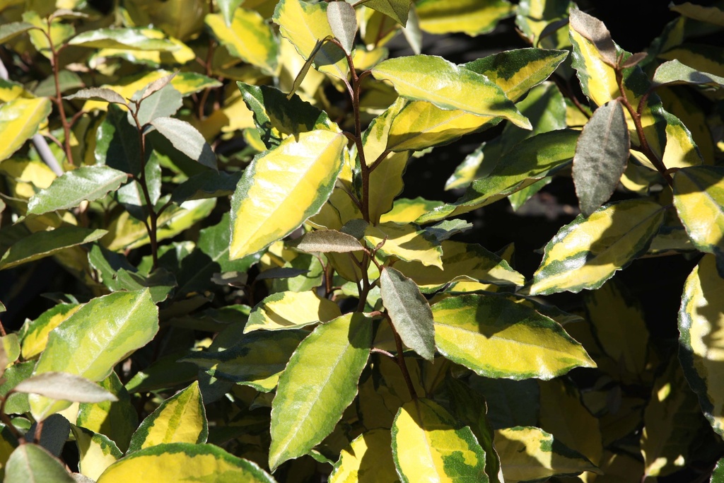 ELAEAGNUS EBBINGEI ELEADOR