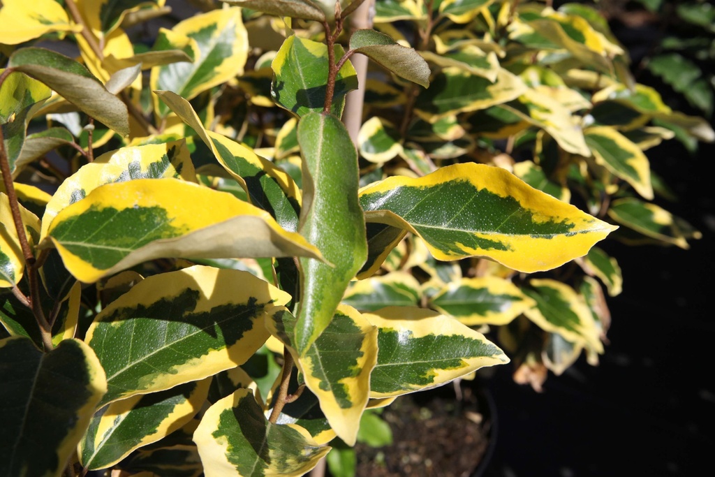 [EEGED40] ELAEAGNUS EBBINGEI 'GILT EDGE' (Pot 3 litres, 40-50 cm)