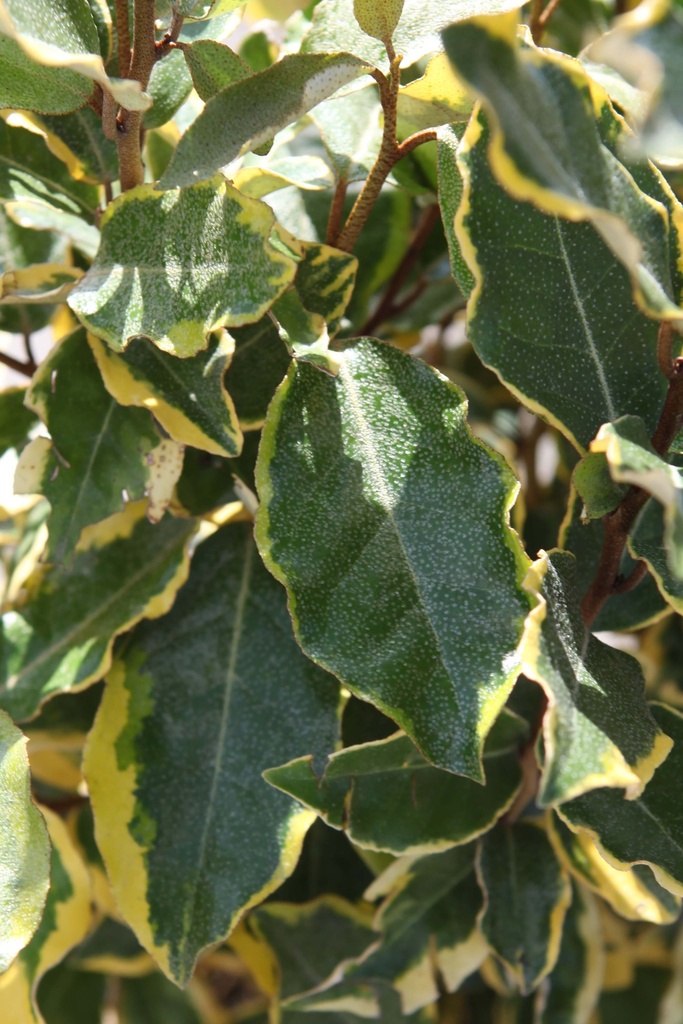 [EEVI60] ELAEAGNUS EBBINGEI 'VIVELEG' (Pot 10 liter, 60-80 cm)