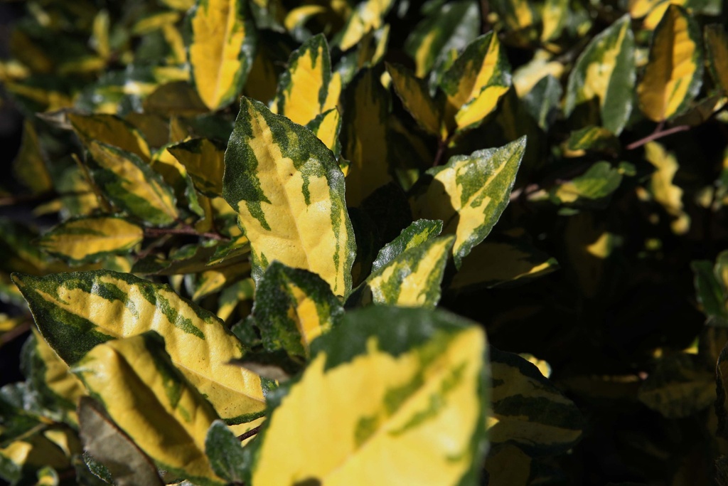 [EPMA80] ELAEAGNUS PUNGENS 'MACULATA' (Pot, 80-100 cm)