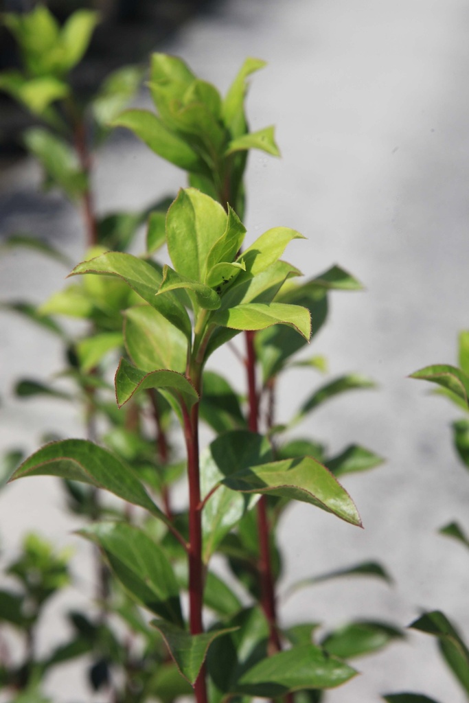ENKIANTHUS CAMPANULATUS