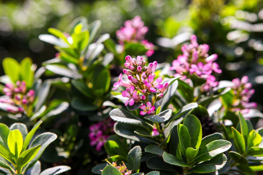 [xx] ESCALLONIA PINK ELLE (Pot 3 litres, 30-40 cm)