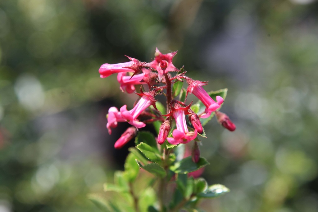 [ERMA40] ESCALLONIA RUBRA MACRANTHA (Pot 3 litres, 40-50 cm)