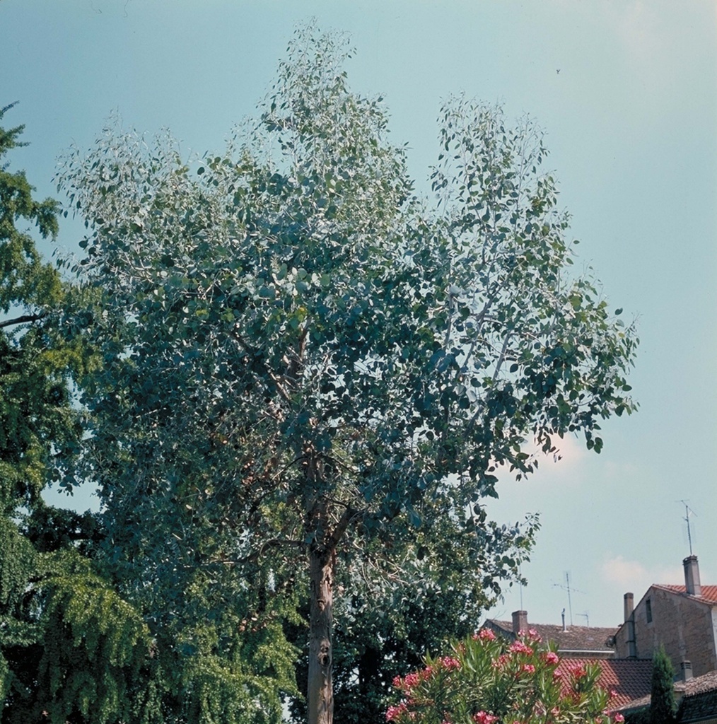 [EGU200] EUCALYPTUS GUNNII (Pot, 200-250 cm)