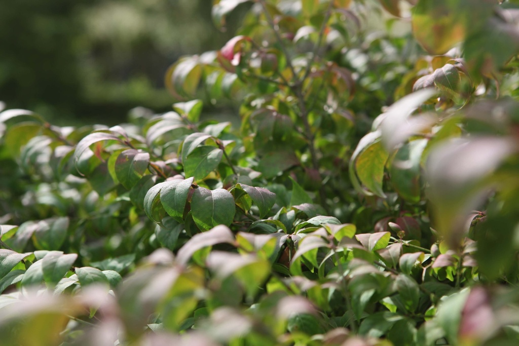 [EACO40] EUONYMUS ALATUS 'COMPACTUS' (Motte, 40-50 cm)
