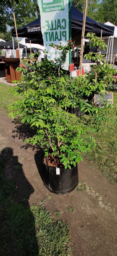 [EACO40] EUONYMUS ALATUS 'COMPACTUS' (Motte, 40-50 cm)