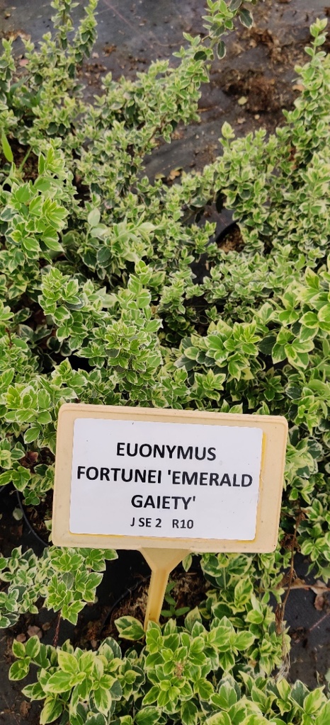 [EFEGA20] EUONYMUS FORTUNEI 'EMERALD GAIETY' (Pot 15 cm, 20-25 cm)