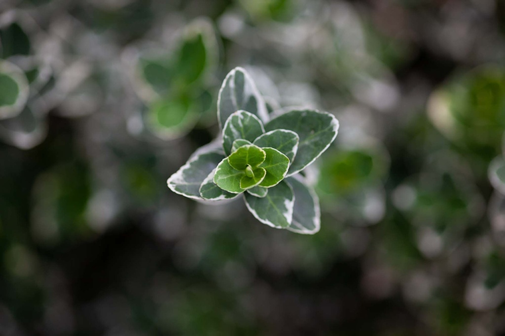 EUONYMUS FORTUNEI 'EMERALD GAIETY'