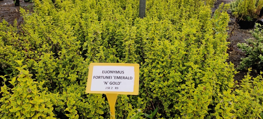 EUONYMUS FORTUNEI 'EMERALD 'N' GOLD'