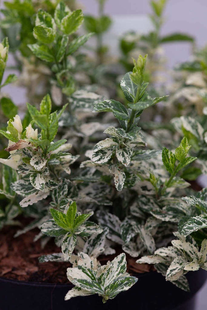 [EFHA25C3] EUONYMUS FORTUNEI 'HARLEQUIN' (Pot 3 liter, 25-30 cm)