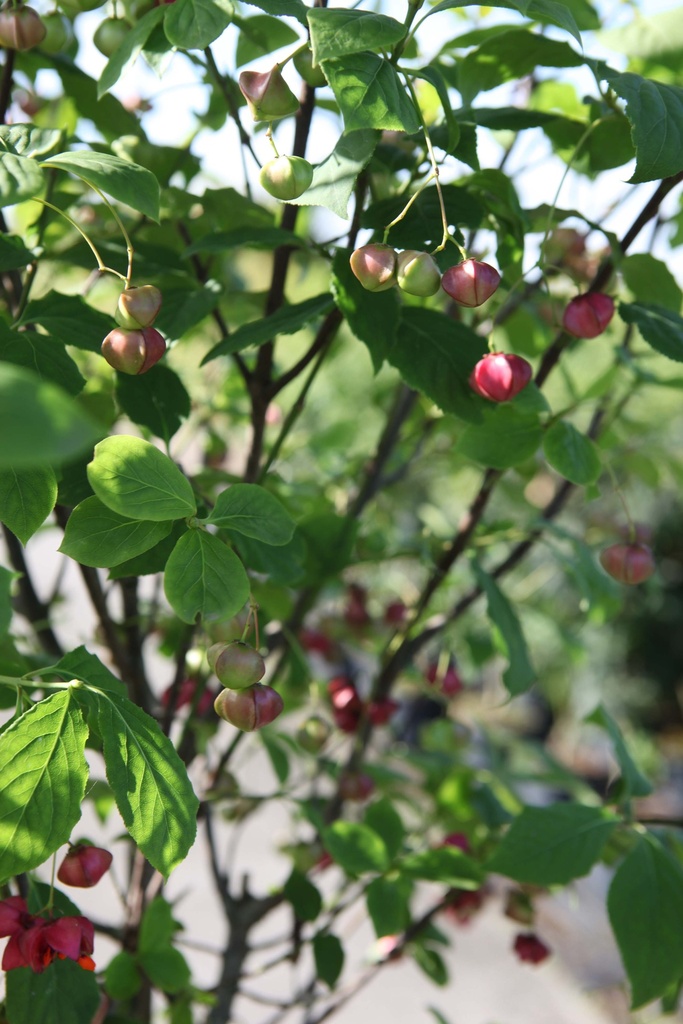 EUONYMUS PLANIPES