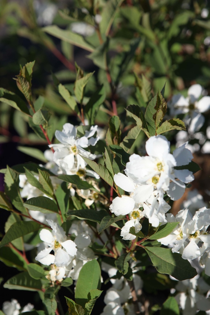 [xx] EXOCHORDA RACEMOSA BLUSHING PEARL (Pot 3 liter, 30-40 cm)