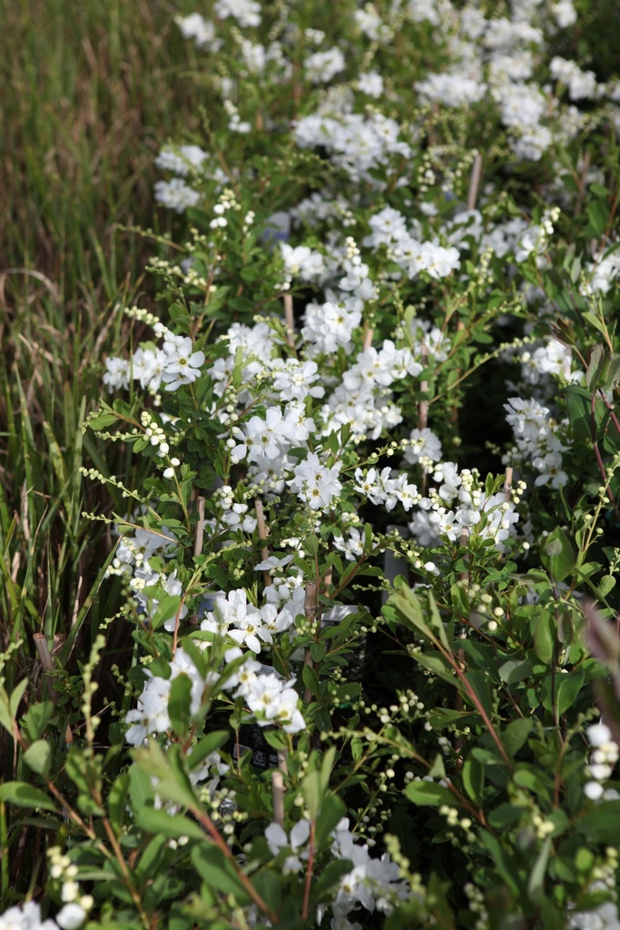 [EBR125C] EXOCHORDA 'THE BRIDE' (Pot, 125-150 cm)